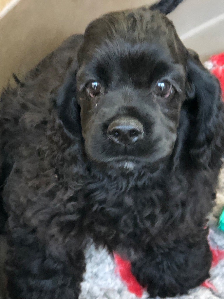 Truly Mine - Chiot disponible  - American Cocker Spaniel