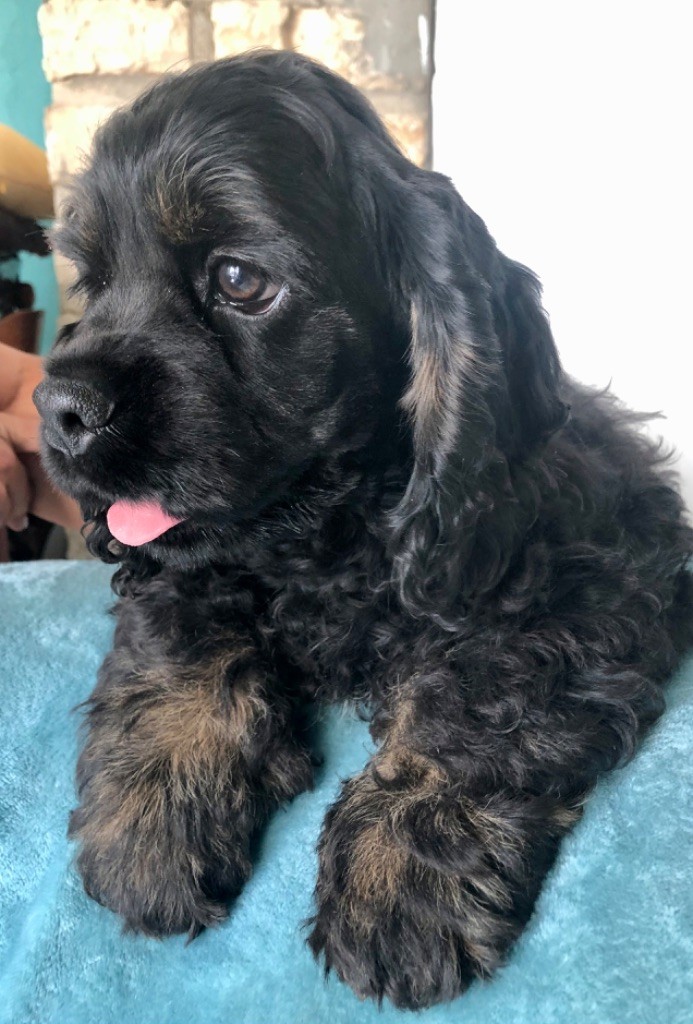 Truly Mine - Chiot disponible  - American Cocker Spaniel