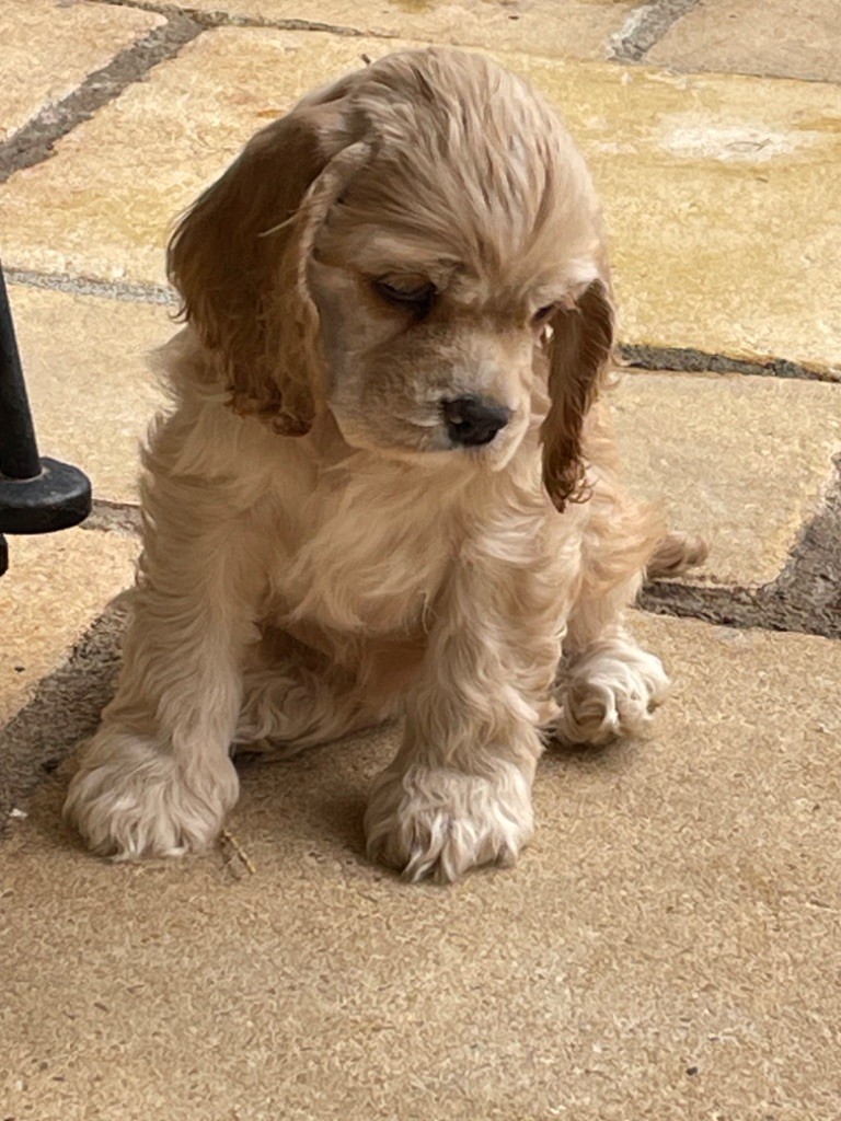 Truly Mine - Chiot disponible  - American Cocker Spaniel