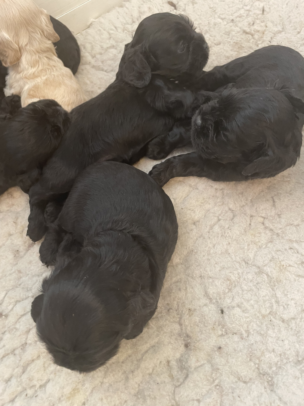 Chiot American Cocker Spaniel Truly Mine