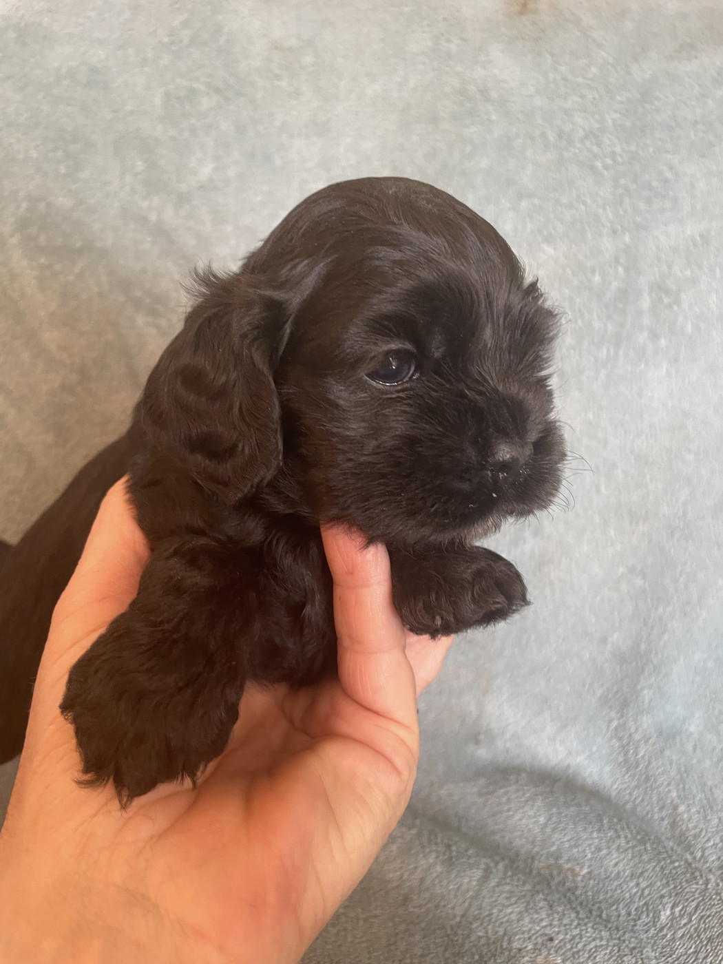 Truly Mine - Chiots disponibles - American Cocker Spaniel