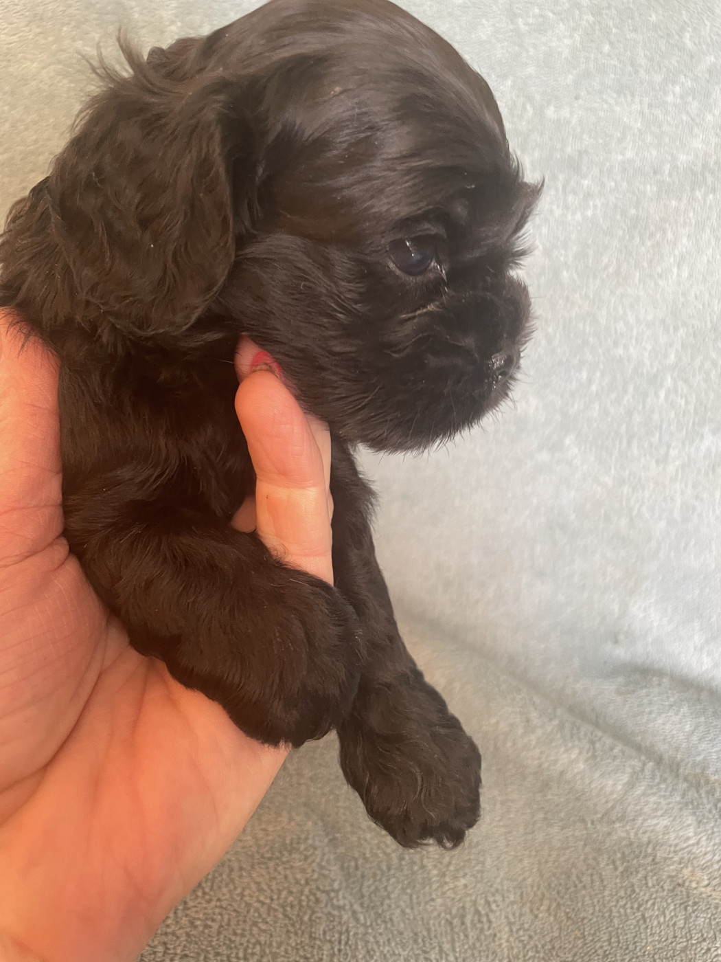 Truly Mine - Chiots disponibles - American Cocker Spaniel