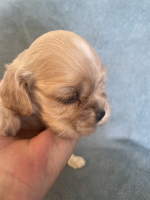 Chiot N°3